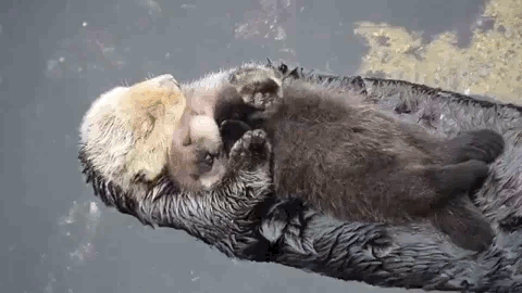 otter6.gif