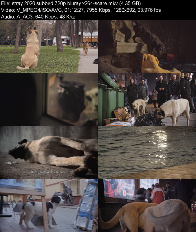 stray-2020-subbed-720p-bluray-x264-scare