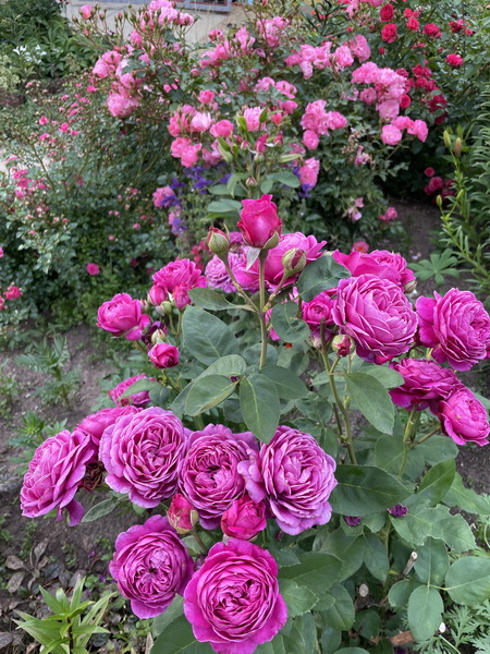 https://i.postimg.cc/dVVGM8xn/IMG-6440.jpg