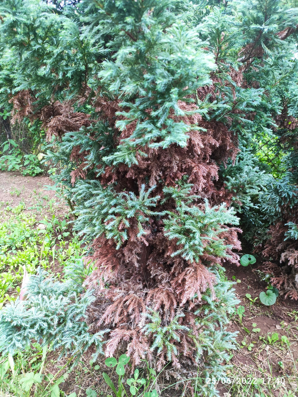 IMG_20220625_174006