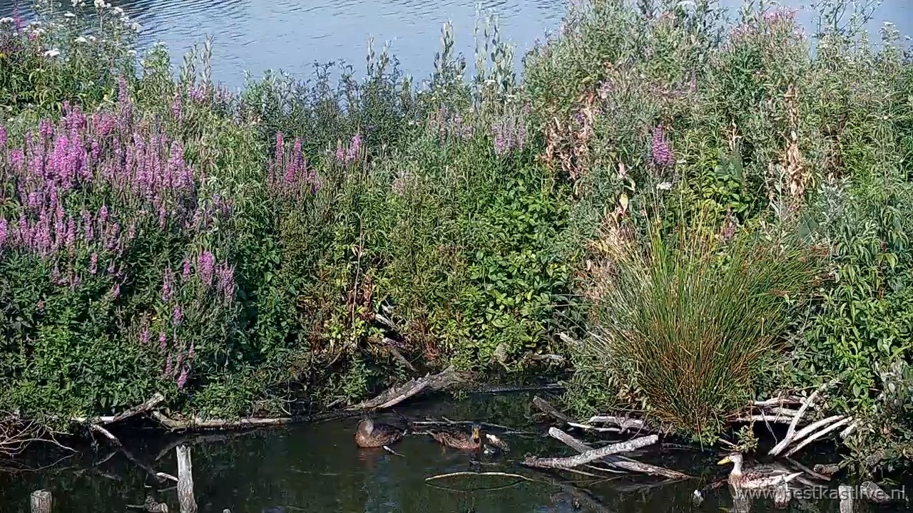 snapshot - 2025-07-02T092912.702