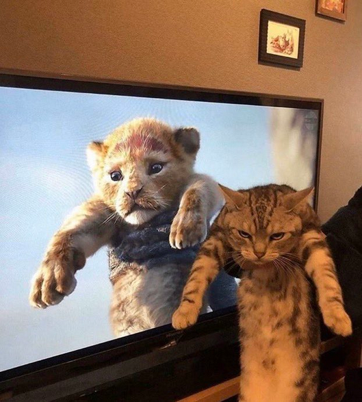 Cat-King-Lion.png