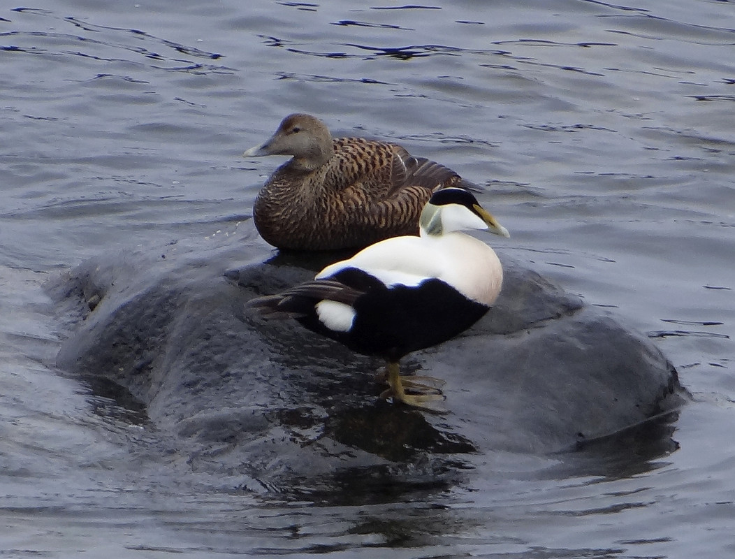 EIDER DUCKS 2 210424