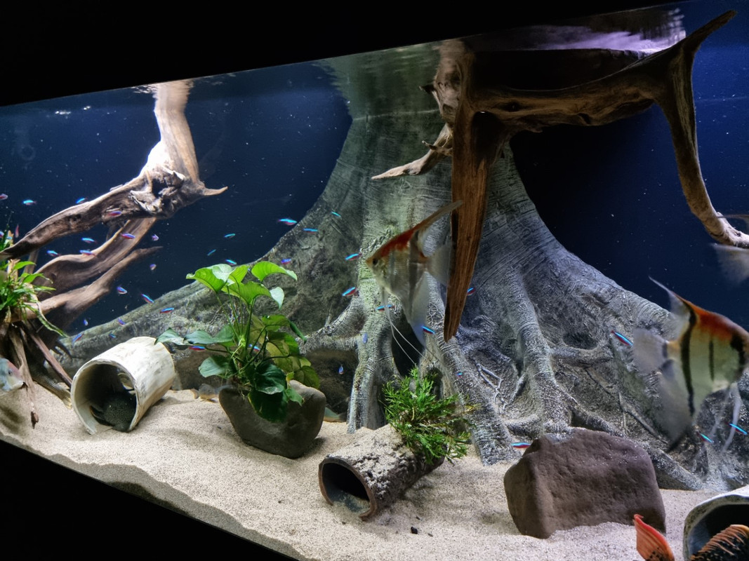 20221106_201945 (Groot)