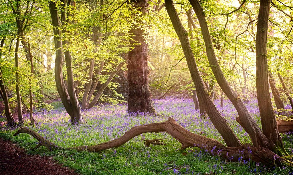 bluebells-woods-2-HD.jpg