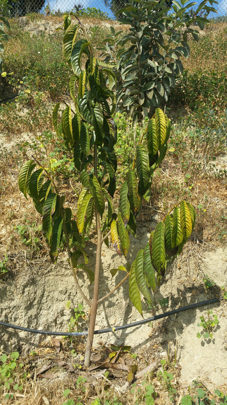 Custard Apple - Copy