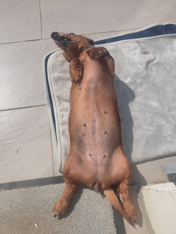 [Image: IMG-20250401-151217.jpg]