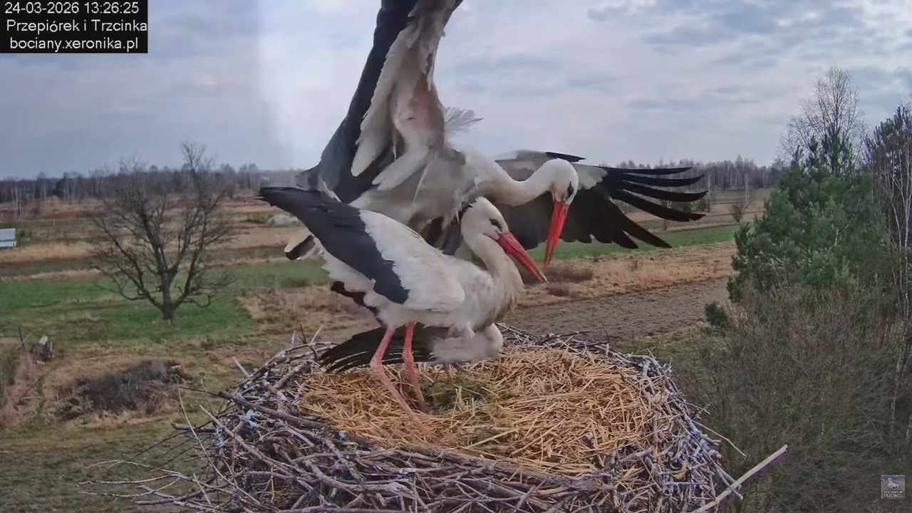 24032026bociany 26