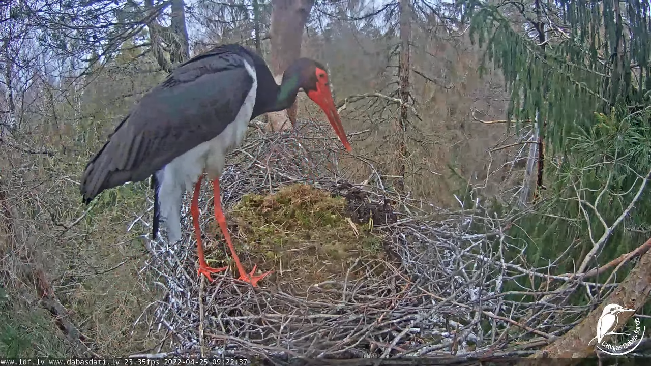 Melnais stārķis (Ciconia nigra) Siguldas novadā - LDF tiešraide 12-8-37 screenshot
