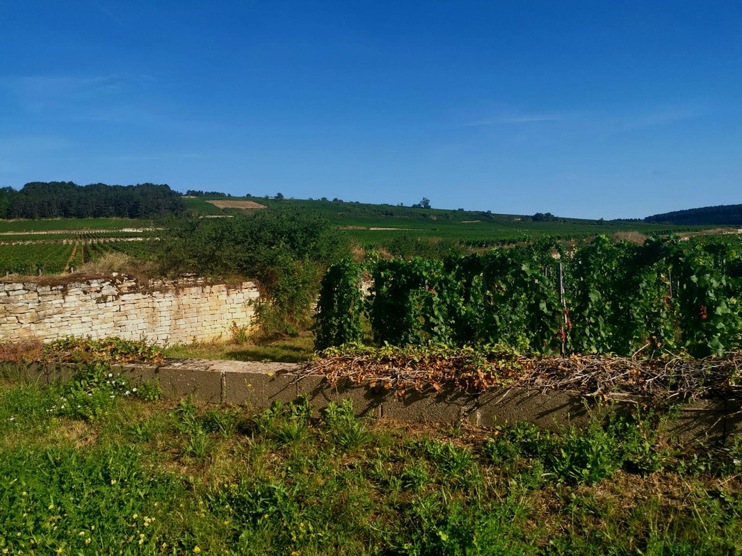 Bourgogne2019 (54).jpg.1