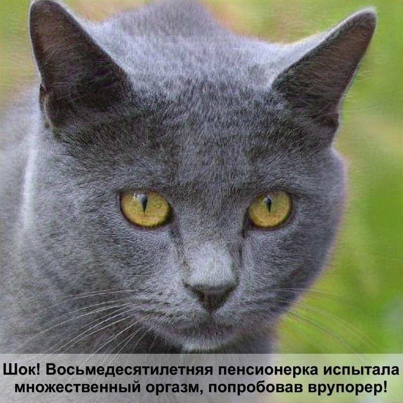 как приручить кота