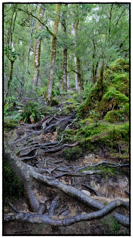Mt Aspiring NP – Brewster hut & glacier (febrero 2026) - Escapadas y rutas por la Nueva Zelanda menos conocida (1)