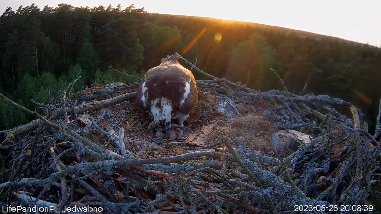 Rybołowy Online Puszcza Napiwodzko-Ramucka _ Ospreys Online in Napiwodzko-Ramucka Forest 10-53-38 sc
