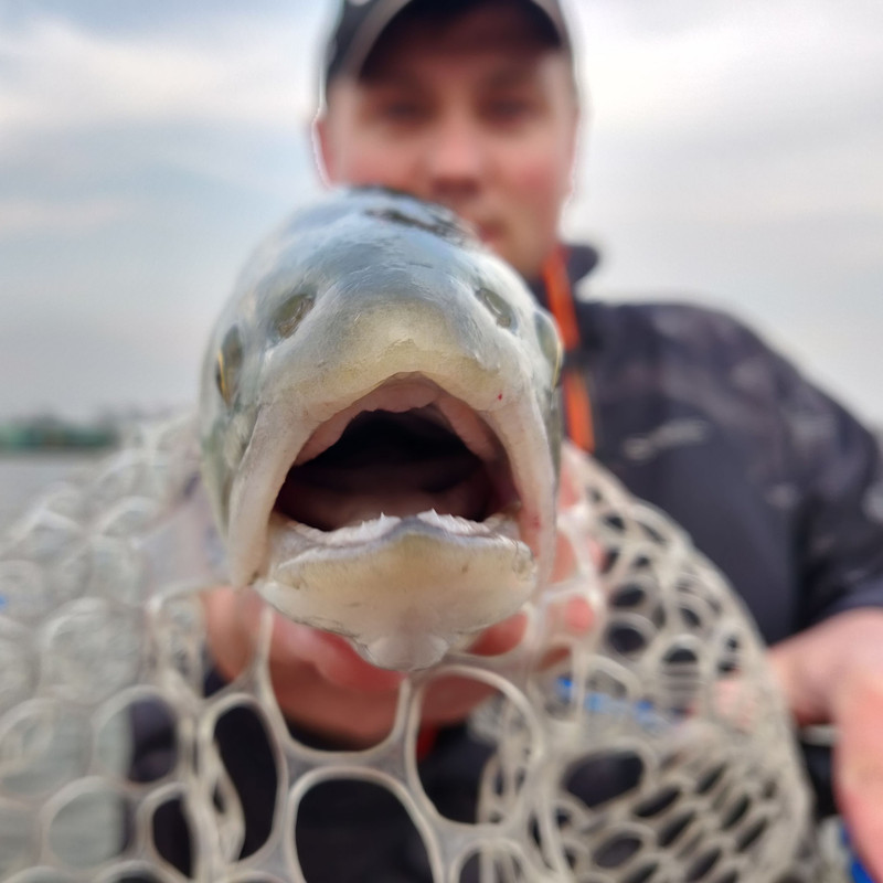 Fresh Lures, trout fishing lures, trout fishing lures plastic,