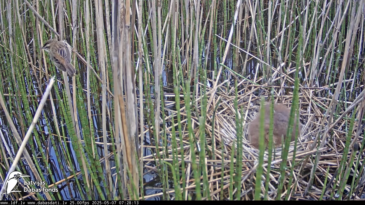 LDF Lielais dumpis (Botaurus stellaris) Zemītes pagastā 16-21-55 screenshot