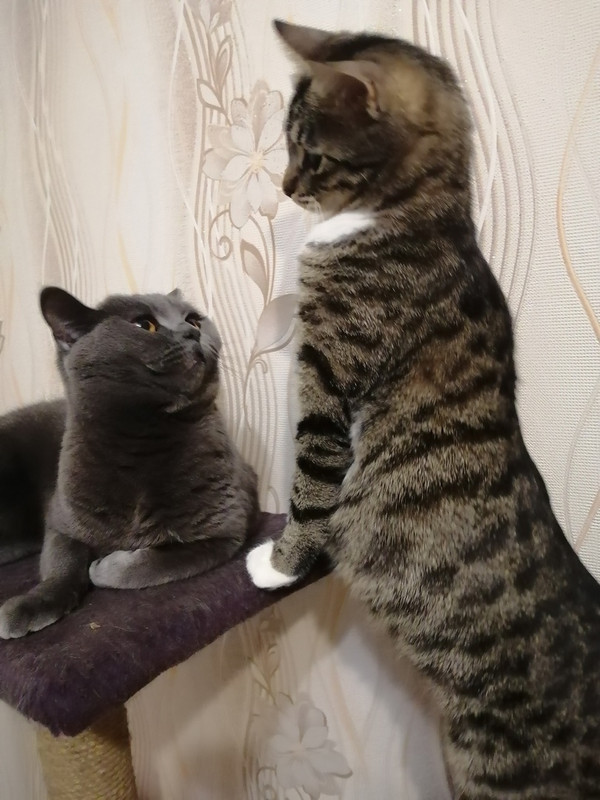 Бася и Бэтти