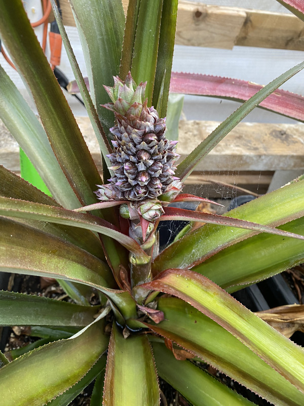 6B39B890-C6EF-461C-97D8-E1D465CEA65F