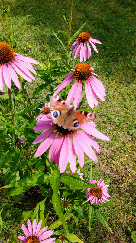 IMG_20230729_144726260~2