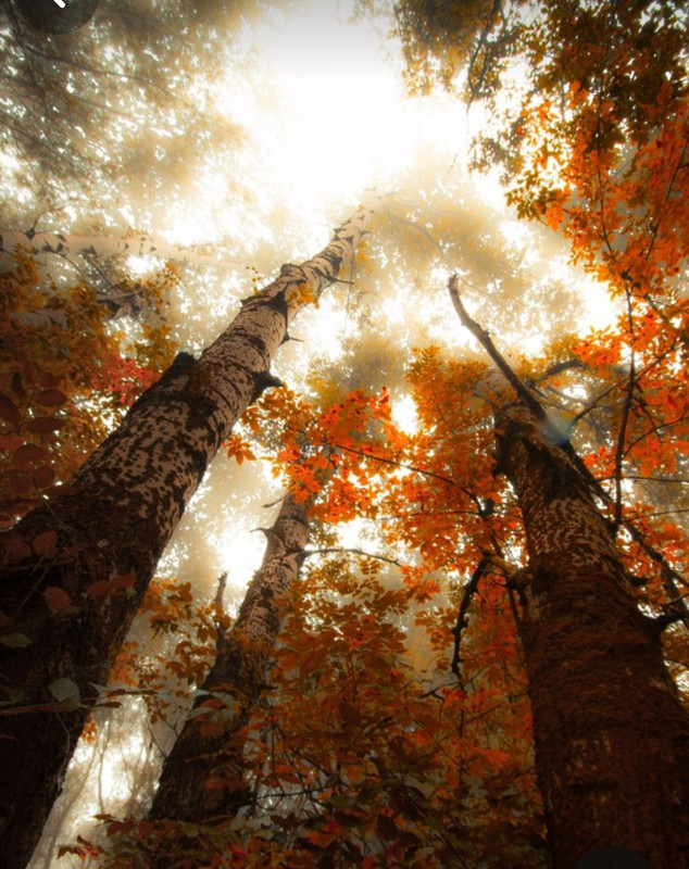 Screenshot_20231112_234228_Pinterest