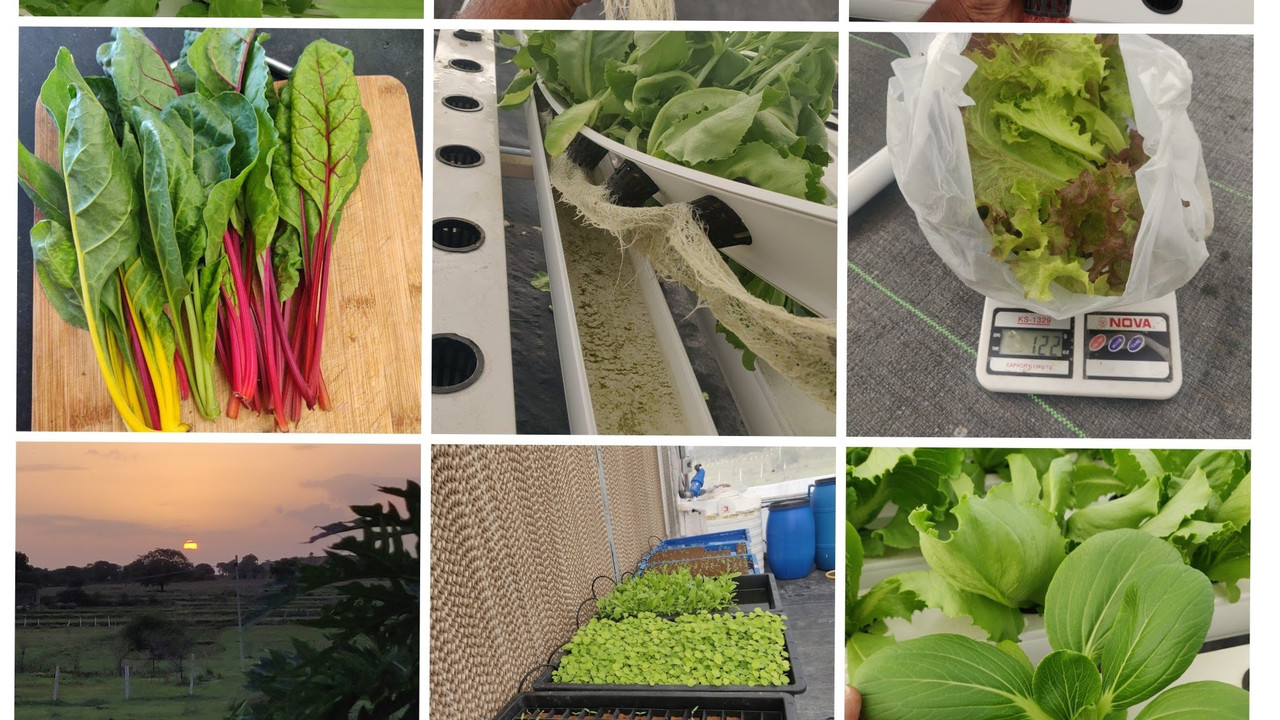 Produce collage from Maith Family Farms