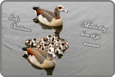 welkom op Krikkie