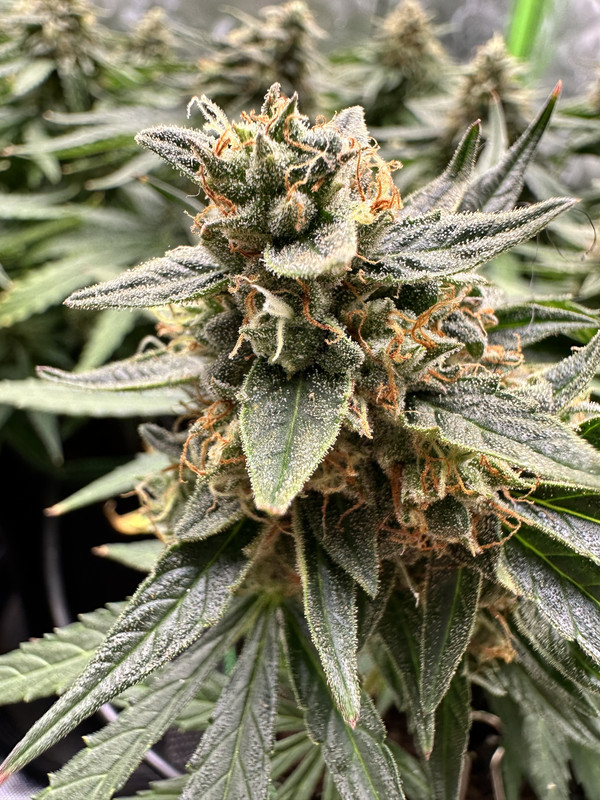 E405BF89-B251-4E3D-BE51-FE782AF32B38