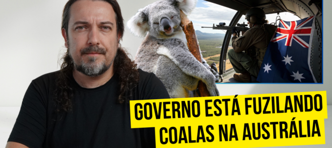 Governo está usando atiradores em helicópteros para fuzilar coalas na Austrália