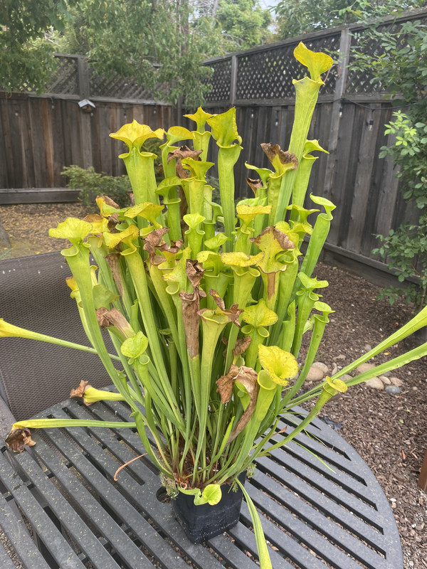 adaetz100 — vigorous continuous-pitcher production into autumn, 2023-08-21
