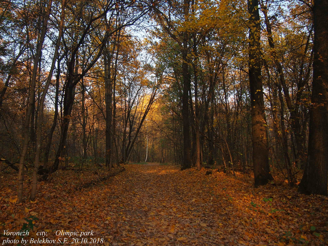 Воронеж, Олимпик, осень