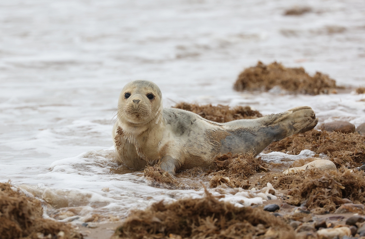 Foca bebé parece tener ataques de risa mientras se relaja en la arena