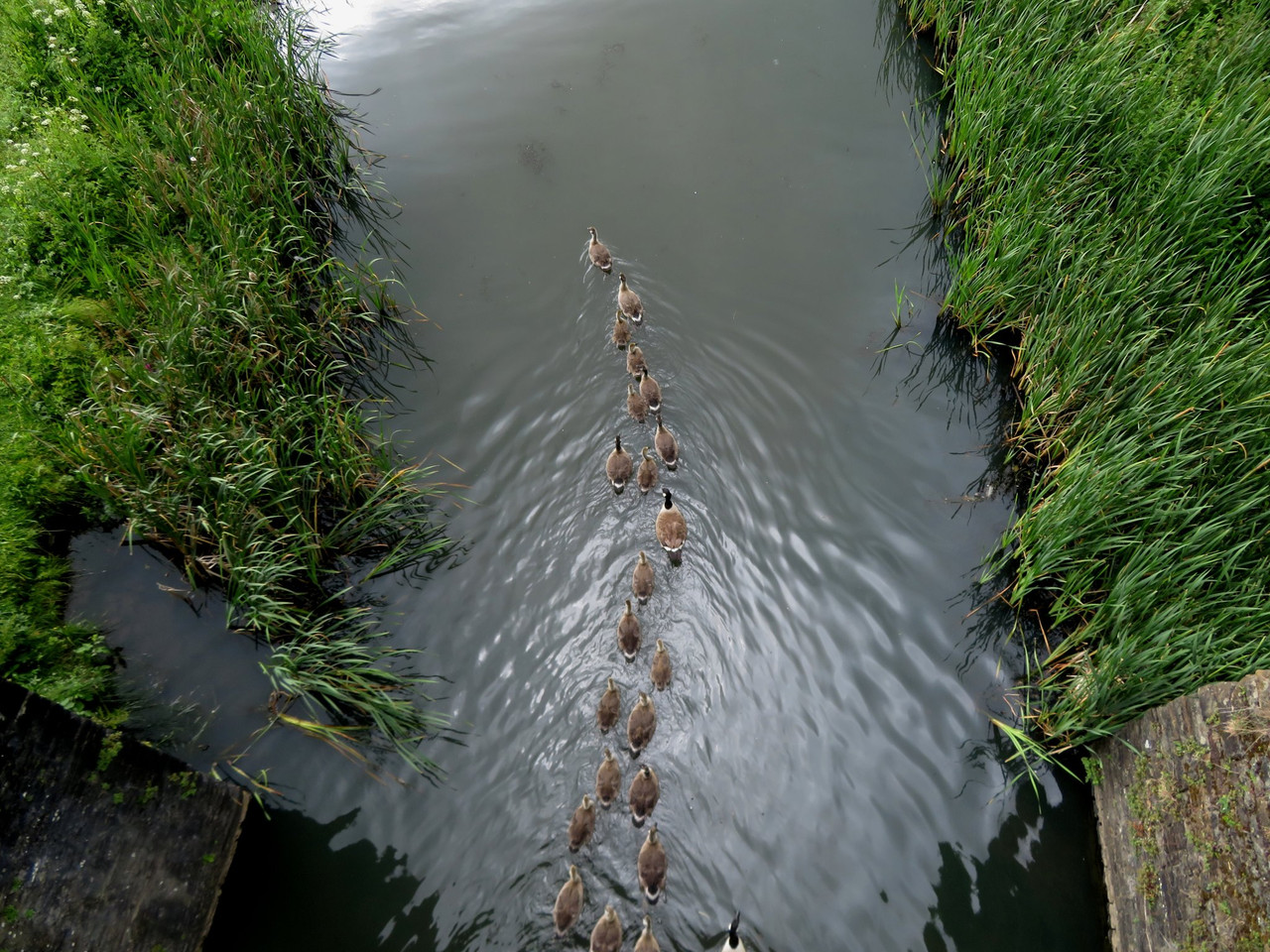 A creche of Canada geese