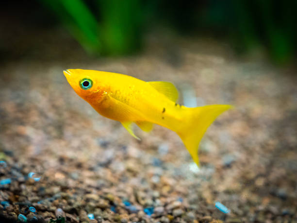 blue platy