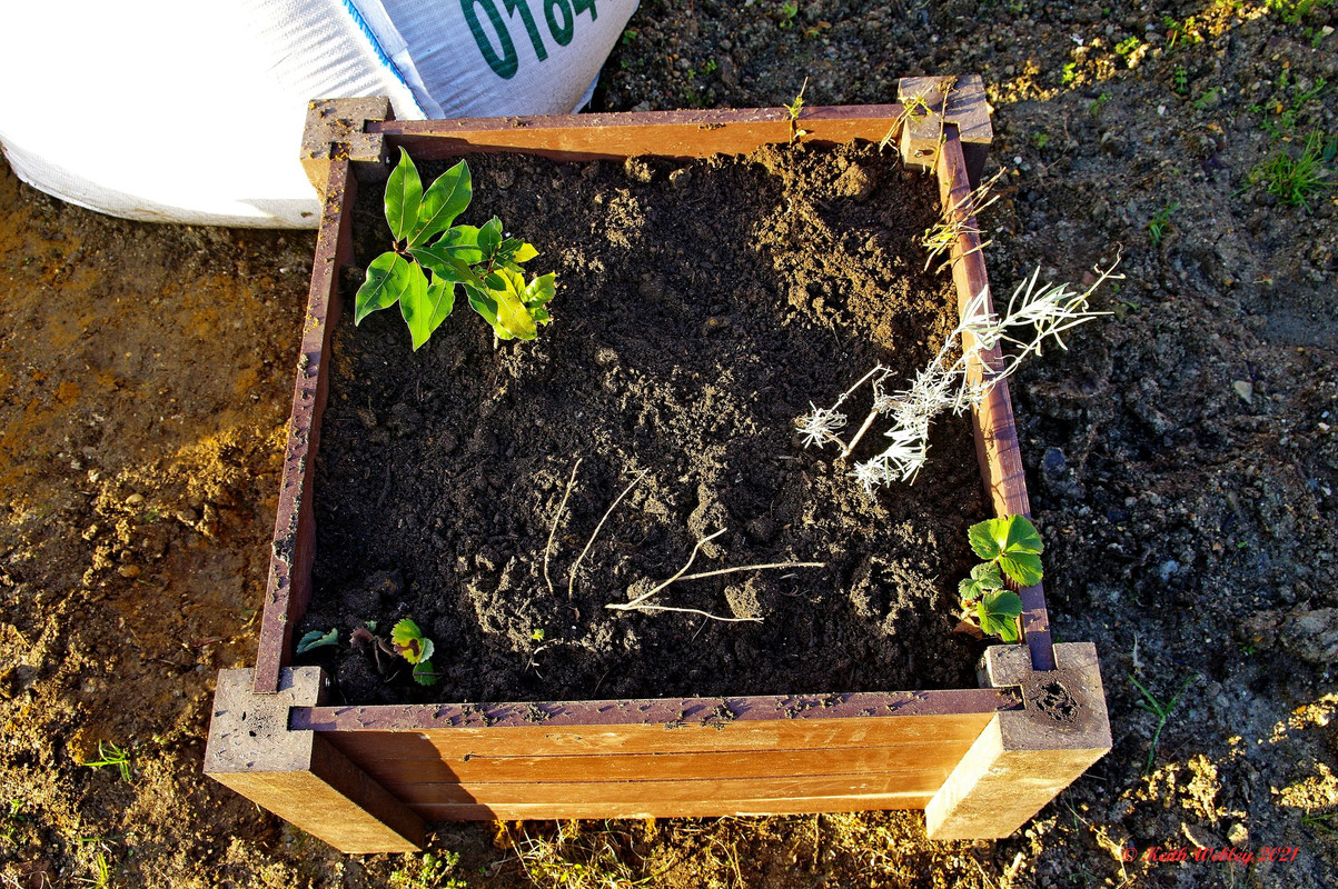 The other planter