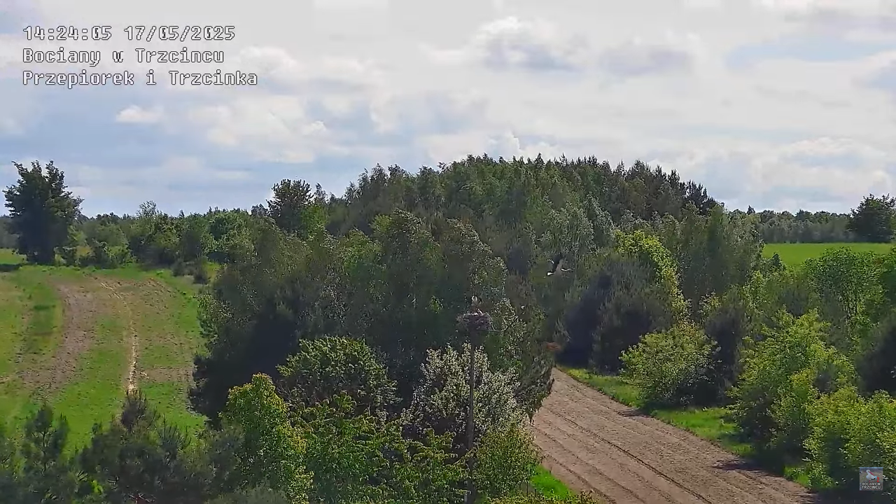 17052025bociany34