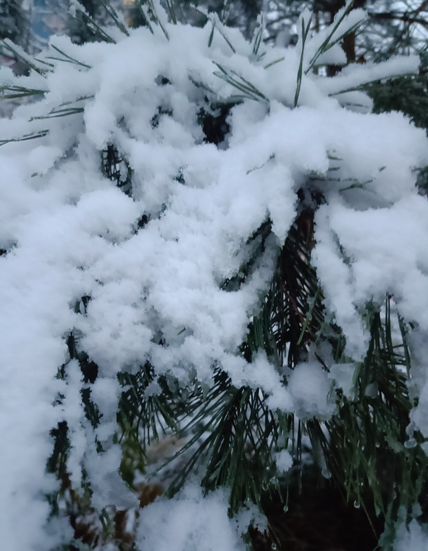 15 ноября 2025 Зима пришла