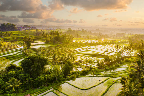 Bali tourism