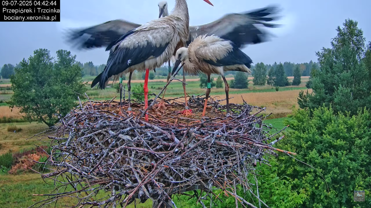 09072025bociany10