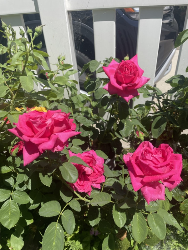 548B806E-3843-4AD7-A37D-8DF18F60CC13_1_105_c