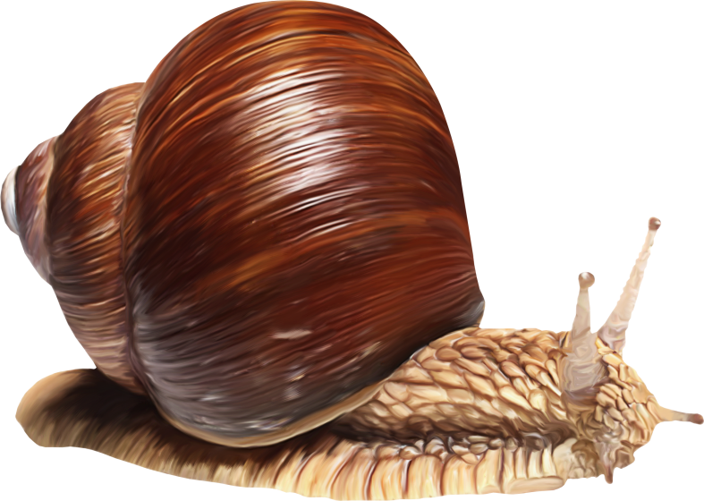 Pumpkinfairykitpudnsnail