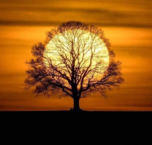 Fall-Sun-behind-Tree