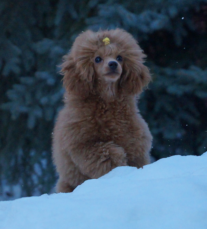 DSC09044 (Гарри в 4 с пол мес в снегу)