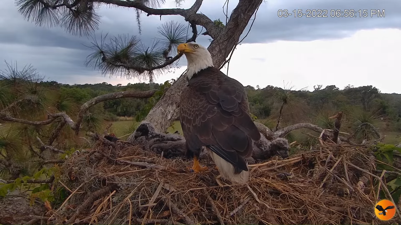 EC Nest Cam 3-19-48 screenshot (1)