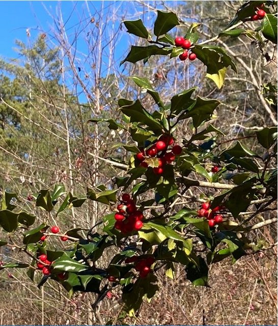 [Image: XmaBerry.jpg]