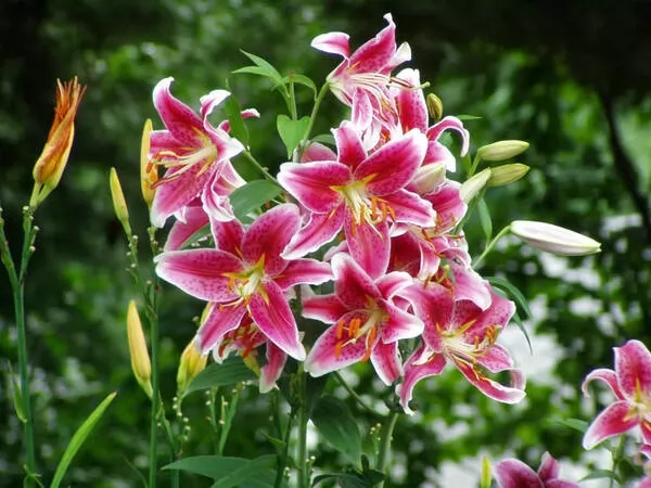 [صورة: lily-flower-facts-9957-8-1677611424.webp]