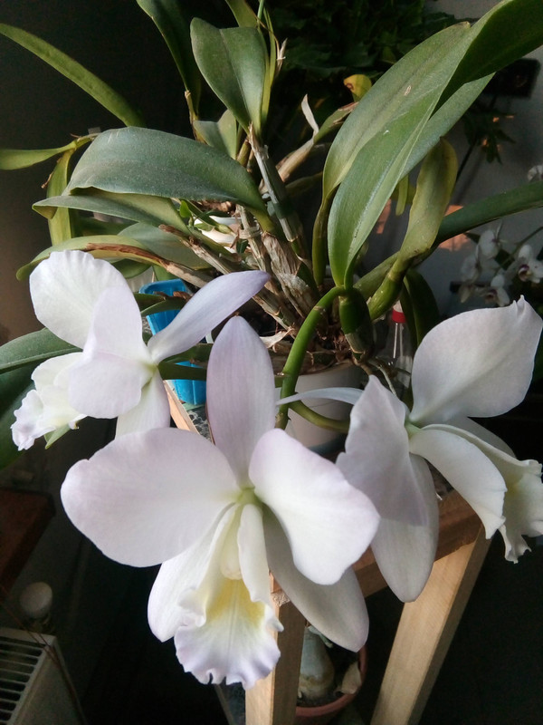 IMG_20200130_080101 (1)