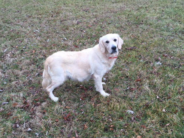 Heartland Goldens And Mini Goldendoodles Goldendoodles And Golden