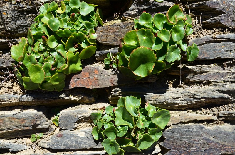 Campillo de Ranas-28-3-2015 - Guadalajara y sus pueblos-2010/2023 (20)