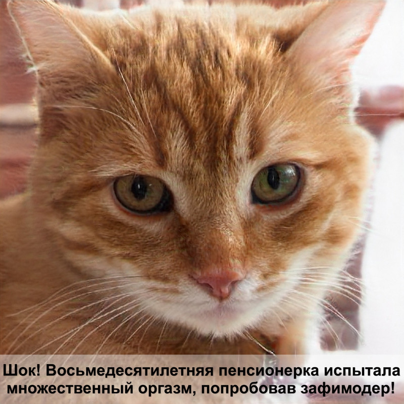 кошка кашляет чем лечить