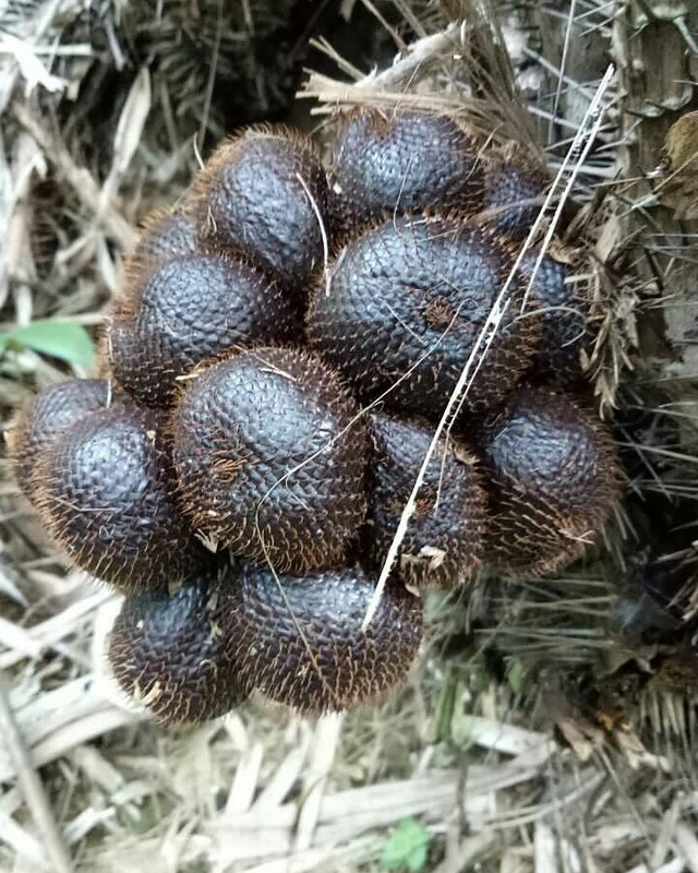 Salak Pusaka Mulya
