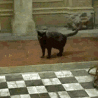 sff-cat-people-av.gif